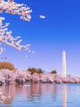 Where to See Cherry Blossoms in DC, From Landmarks to Secret Spots