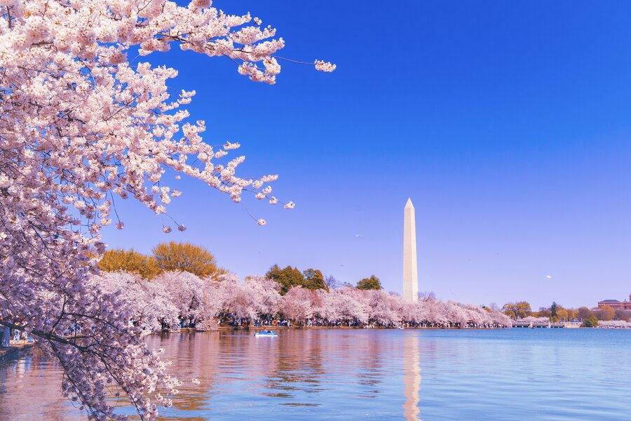 Cherry Blossom DC: Where to See in Washington DC, Maryland, and ...