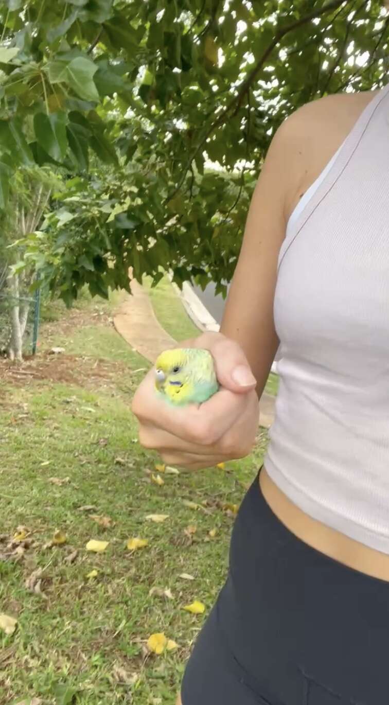 parakeet