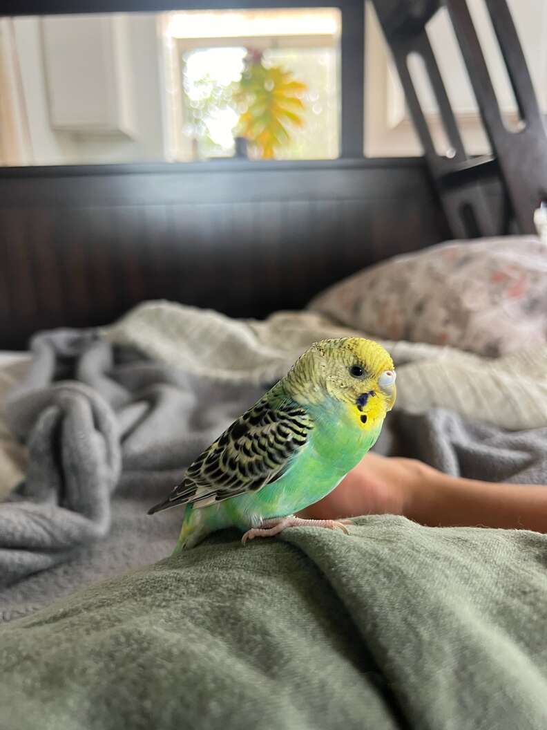 parakeet