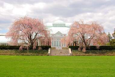 Cherry blossoms in the New York Botanical Garden