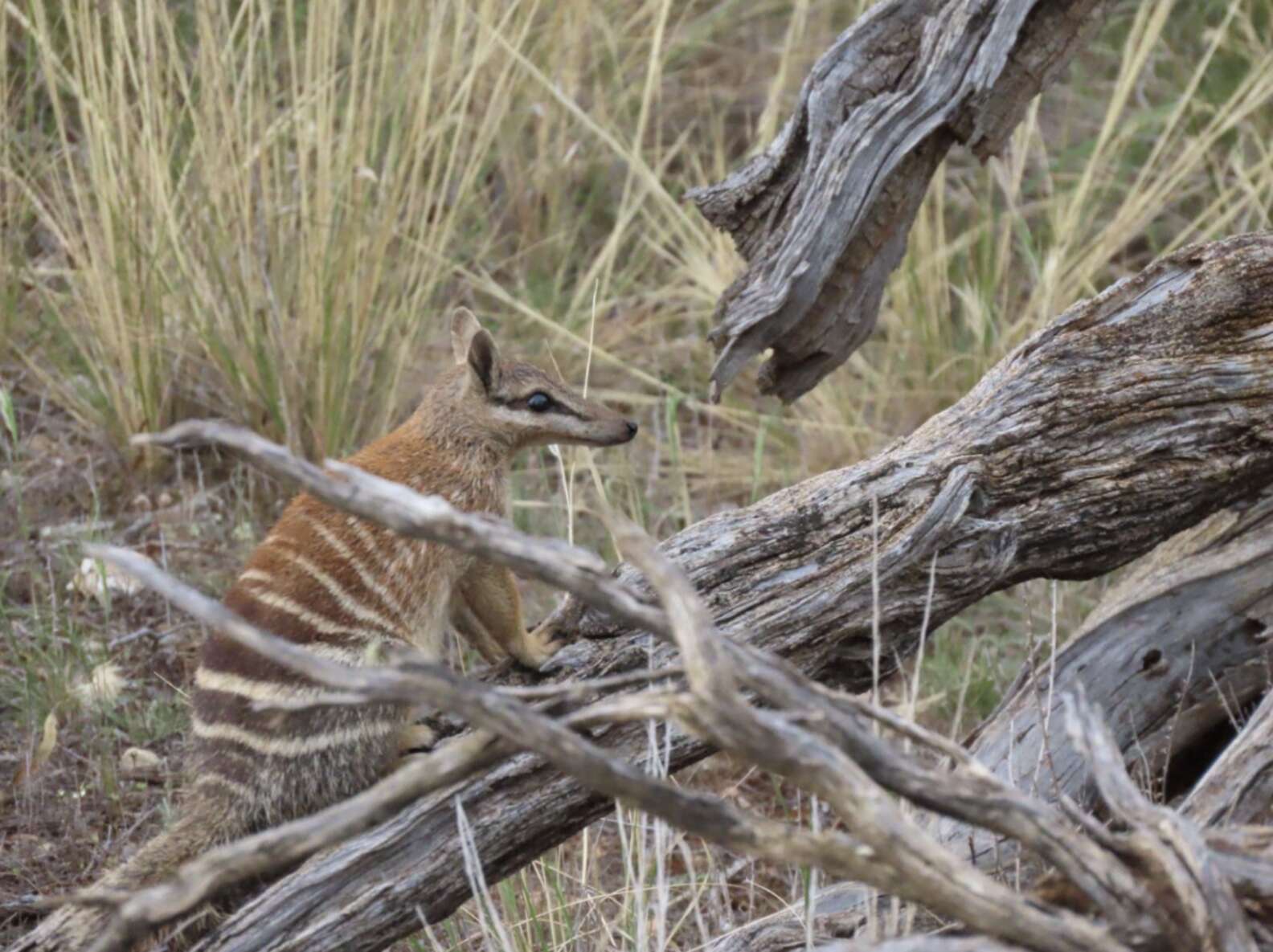 Rare Animal Scurries Past Hidden Camera — And Scientists Are Amazed ...