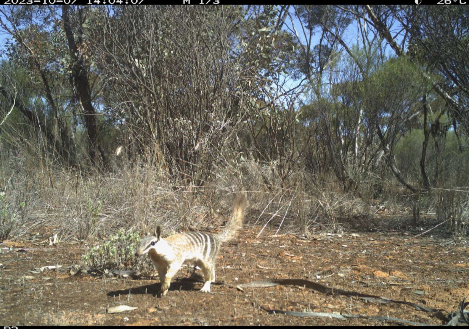Rare Animal Scurries Past Hidden Camera — And Scientists Are Amazed ...