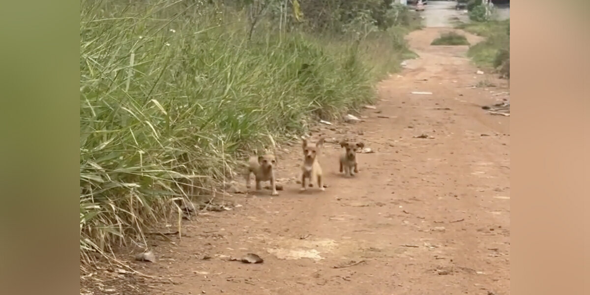 Puppies Abandoned On Dirt Road Emerge From Hiding To Ask Stranger For ...