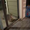 Stray Cat Shows Up On Guy's Porch And Refuses To Leave Until She's Adopted