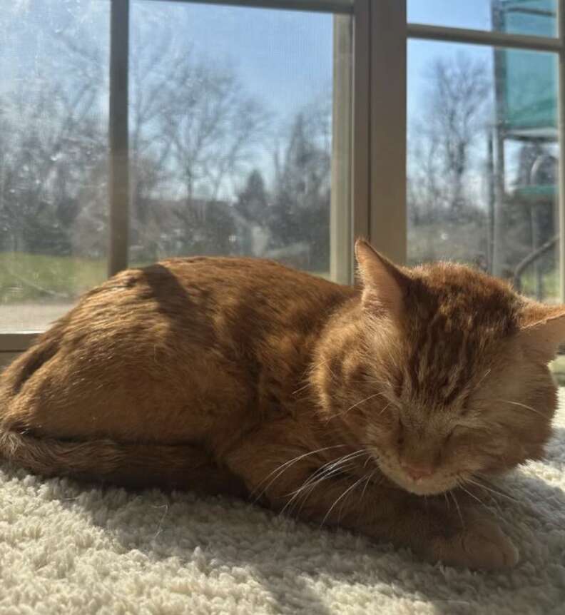 cat relaxing in the sun 