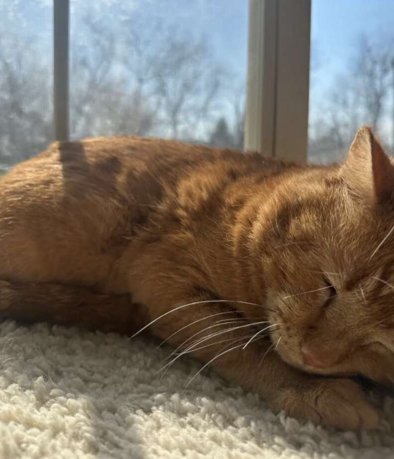 orange cat sleeping 