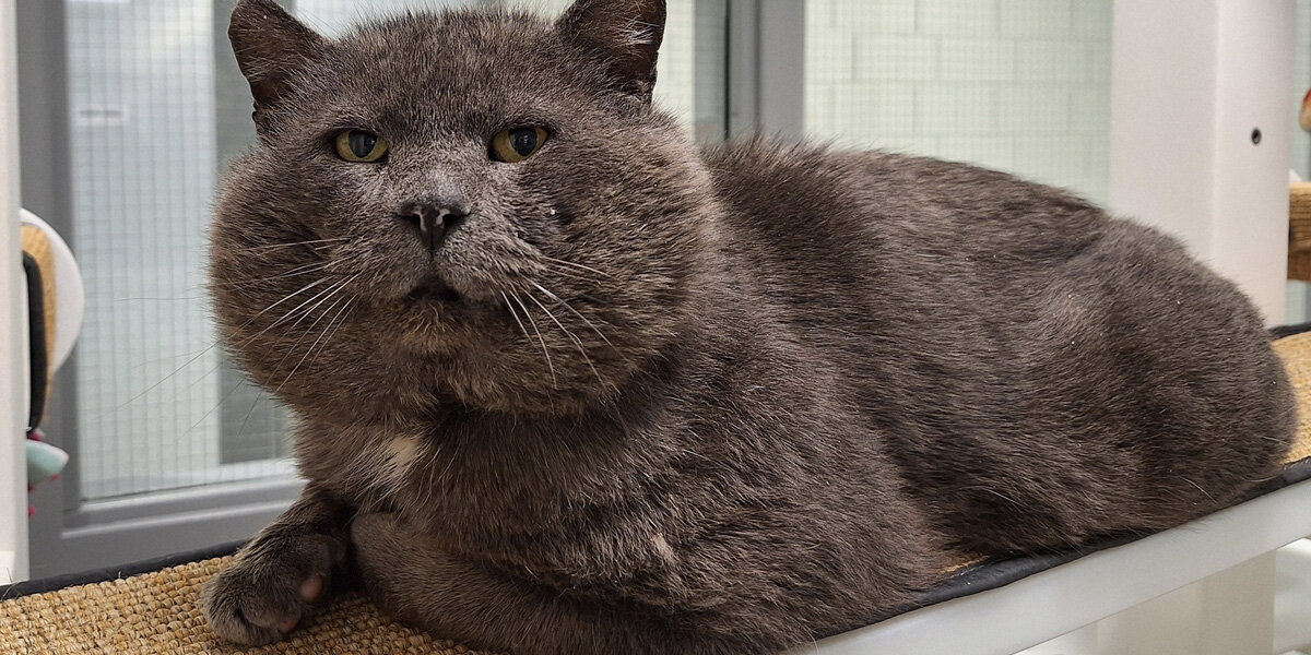 Sweet Shelter Cat Seeks A New Home For Him And His Giant Cheeks - The Dodo