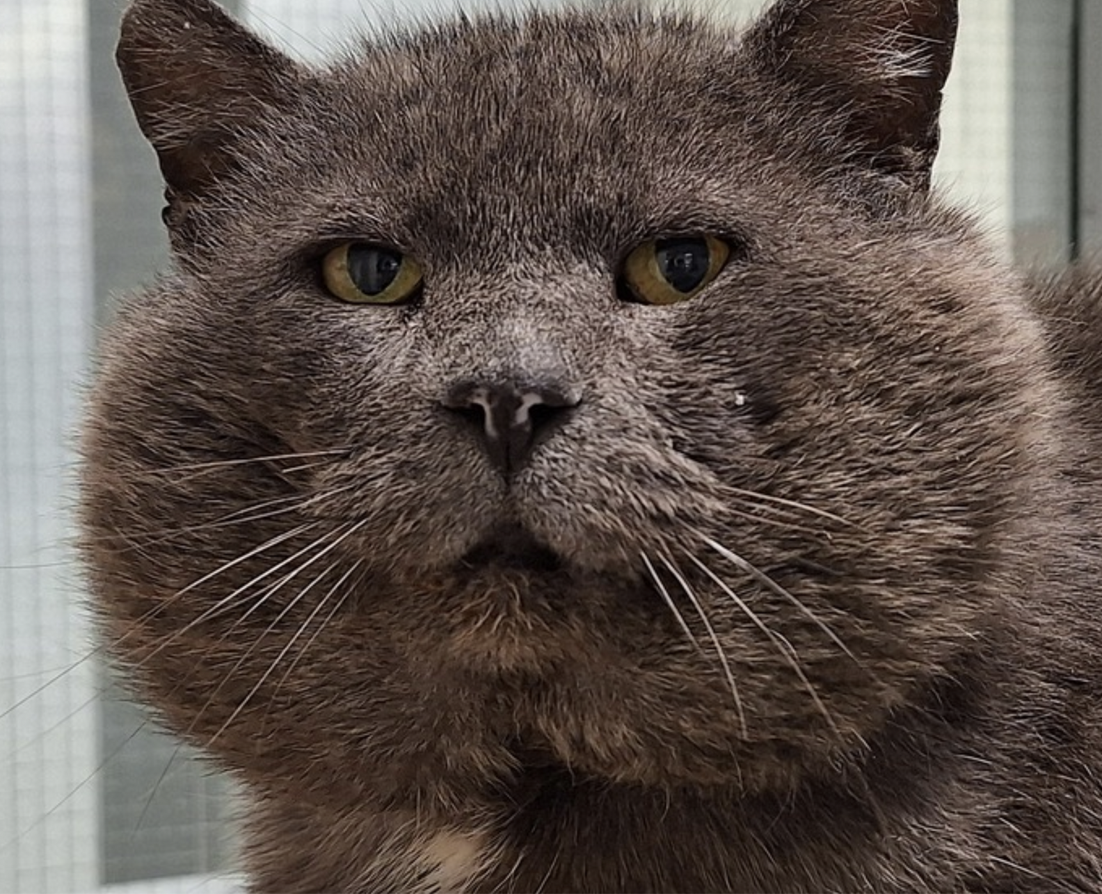 Sweet Shelter Cat Seeks A New Home For Him And His Giant Cheeks - The Dodo