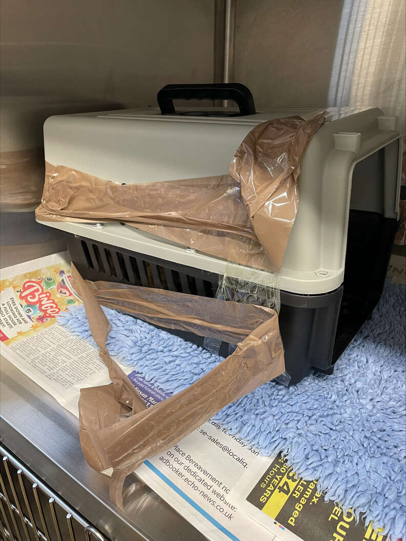 Taped-Up Pet Carrier Tossed Over Fence Held Someone Adorable Inside