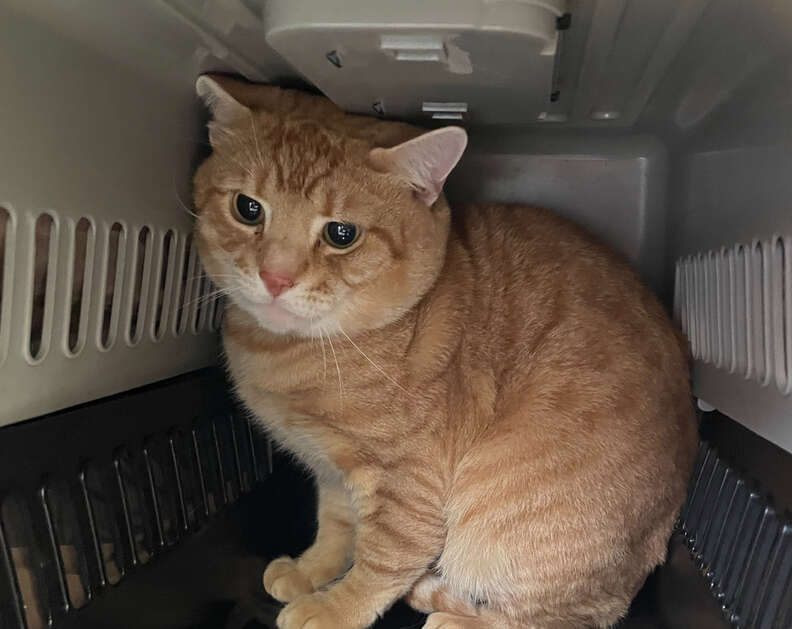 Taped-Up Pet Carrier Tossed Over Fence Held Someone Adorable Inside