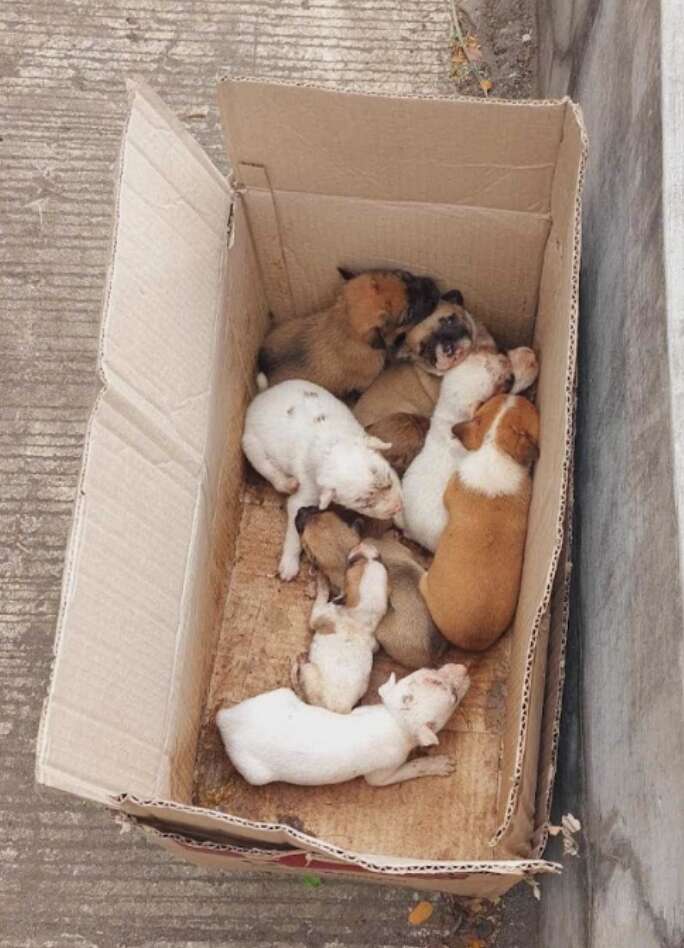 puppies in box