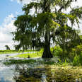 Jean Lafitte National Historical Park swamp