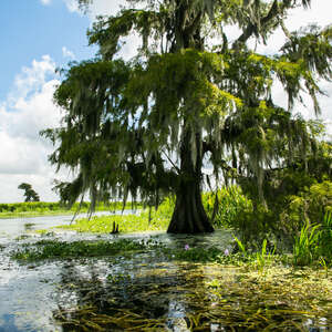 Jean Lafitte National Historical Park swamp