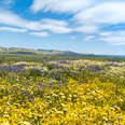 wildflowers at Carrizo Plain National Monument in southern california