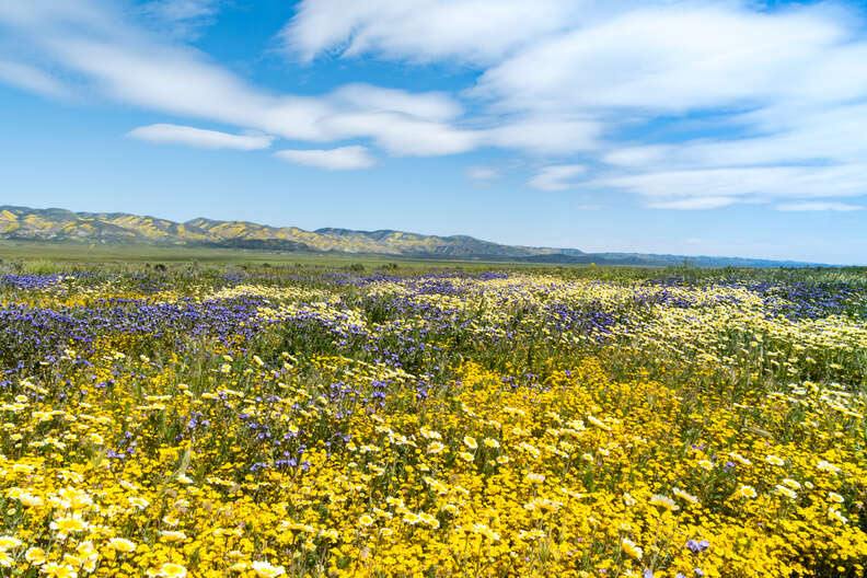 wildflowers at Carrizo Plain National Monument in southern california