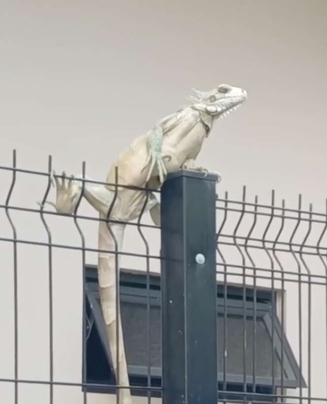 iguana on fence 