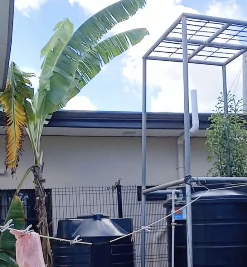 iguana on fence 