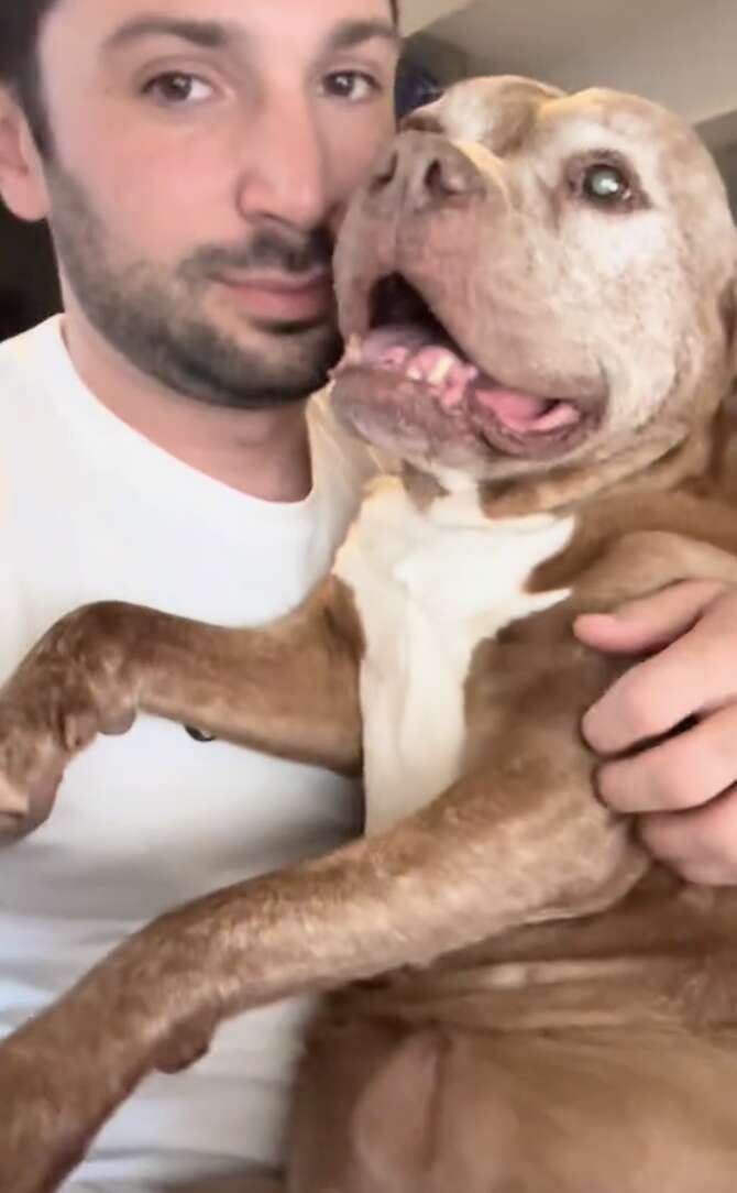 Dog Walker Leaves One Final Note After Taking Senior Pittie On Her Last Walk