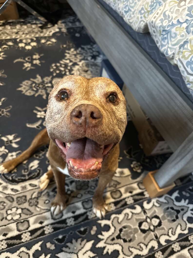 Dog Walker Leaves One Final Note After Taking Senior Pittie On Her Last Walk
