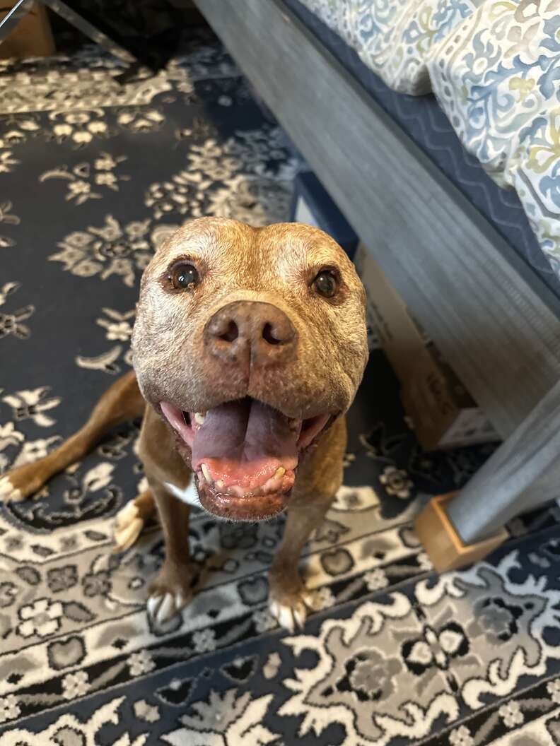 Pittie mayor