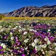 Wildflowers in Anza Borrego Desert, California
