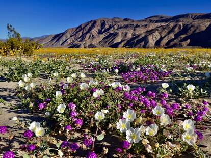 Wildflowers in Anza Borrego Desert, California