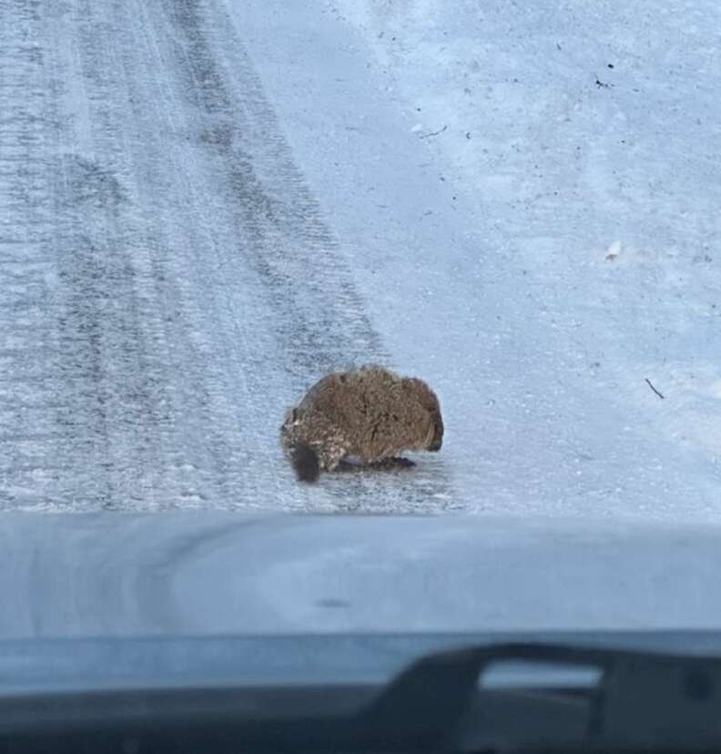 animal on snowy road 