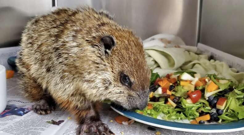 groundhog eating salad