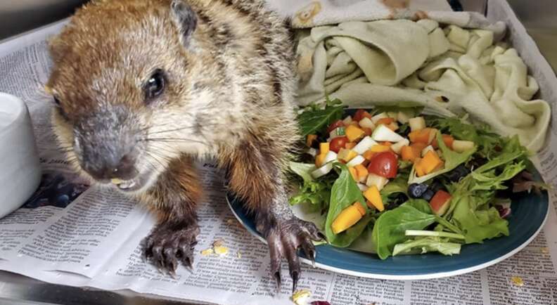 groundhog eating salad