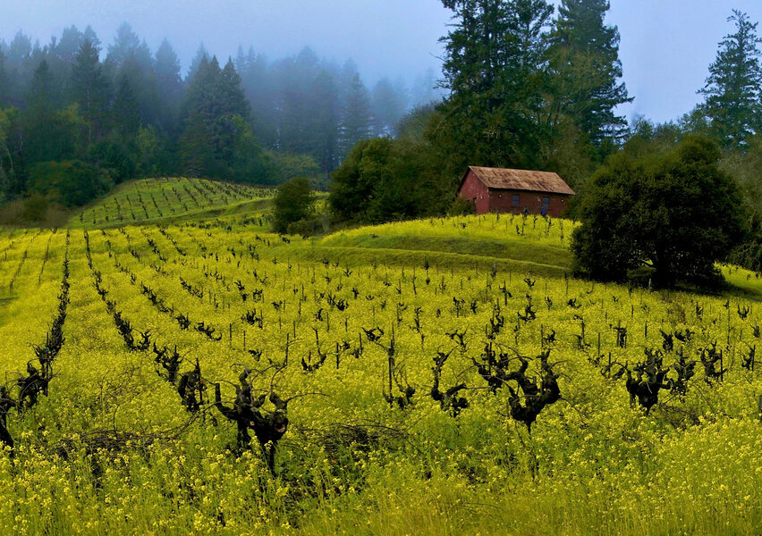 Black Mustard Plants are Invasive and Beautiful California