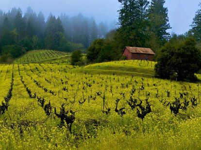 barn in the vineyard among mustard blossoms in sonoma county california