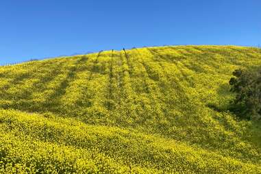 a hillside covered in mustard blossoms in paso robles california