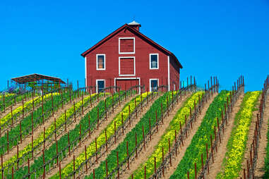 barn on a winery surrounded by black mustard flowers along grape vines in sonoma california