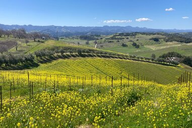 mustard flowers on a winery in paso robles, california