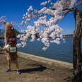 "Stumpy", the mascot for the Credit Union Cherry Blossom run, stands next to it's namesake at the Tidal Basin in Washington, DC, on March 19, 2024.