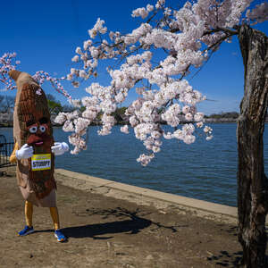 "Stumpy", the mascot for the Credit Union Cherry Blossom run, stands next to it's namesake at the Tidal Basin in Washington, DC, on March 19, 2024.