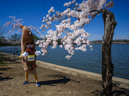 &ldquo;Stumpy&rdquo;, the mascot for the Credit Union Cherry Blossom run, stands next to it&rsquo;s namesake at the Tidal Basin in Washington, DC, on March 19, 2024.