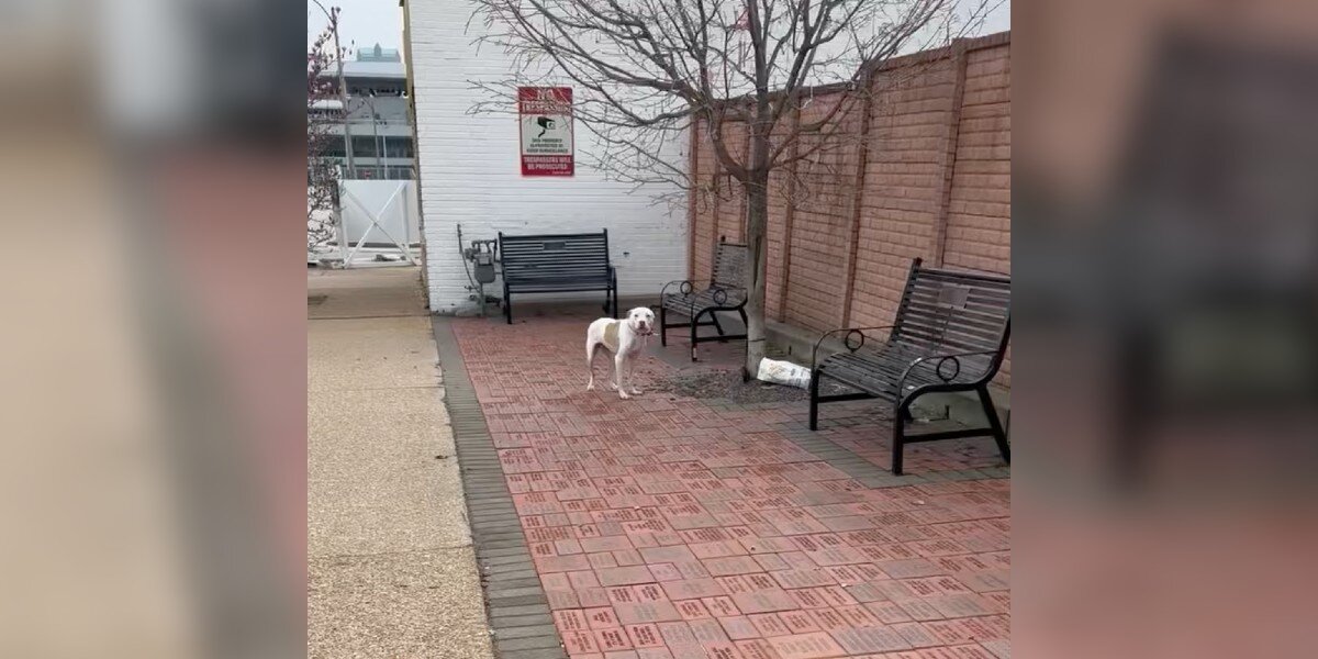 Dog Left Tied To Tree Can't Stop Wagging His Tail When Rescuers Arrive ...