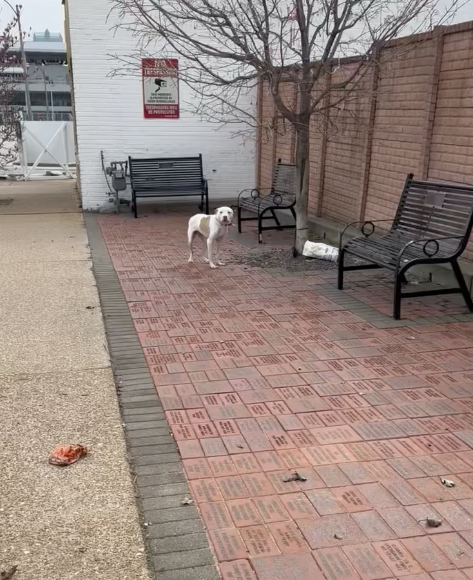 Dog Left Tied To Tree Can't Stop Wagging His Tail When Rescuers Arrive ...