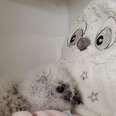 Orphaned Rescue Owl Has Sweetest Reaction To Stuffie Who Looks Just Like Him