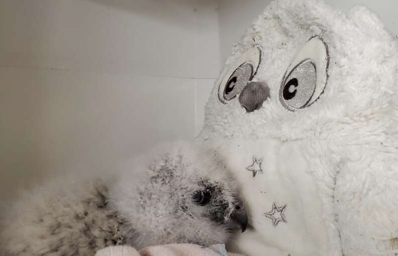 baby owl and owl stuffie