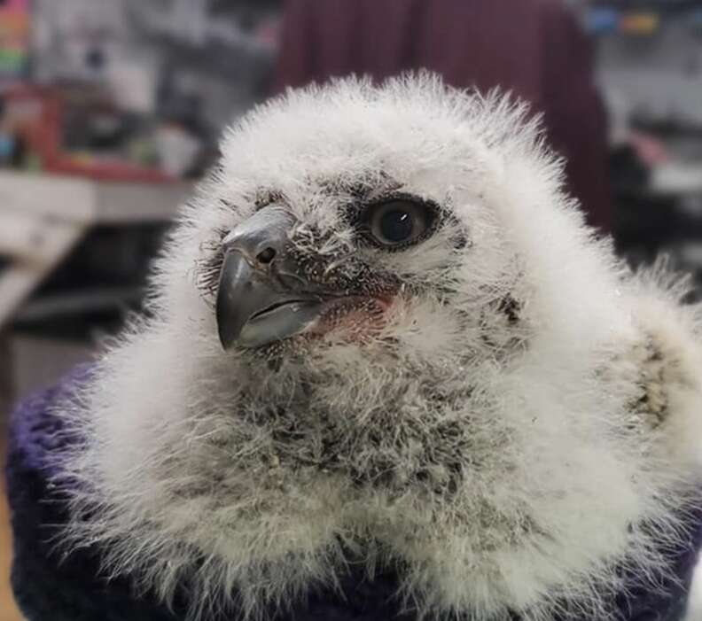 white owl chick 