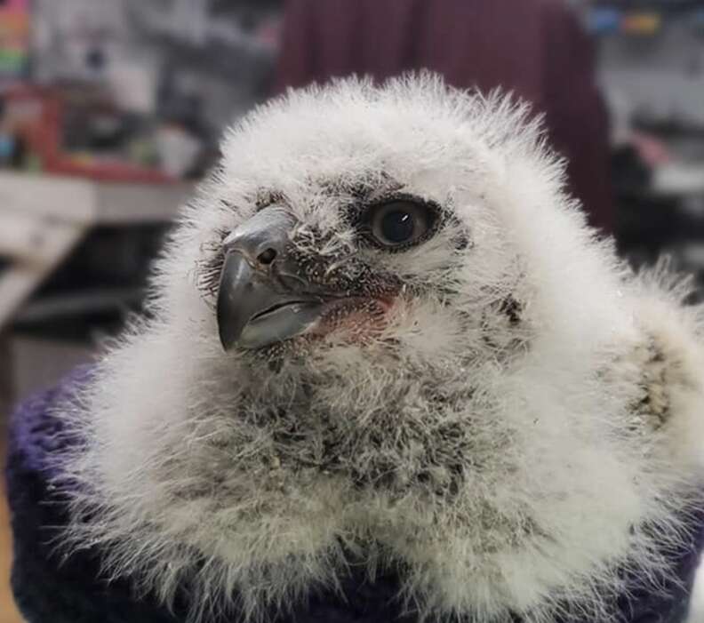 white owl chick