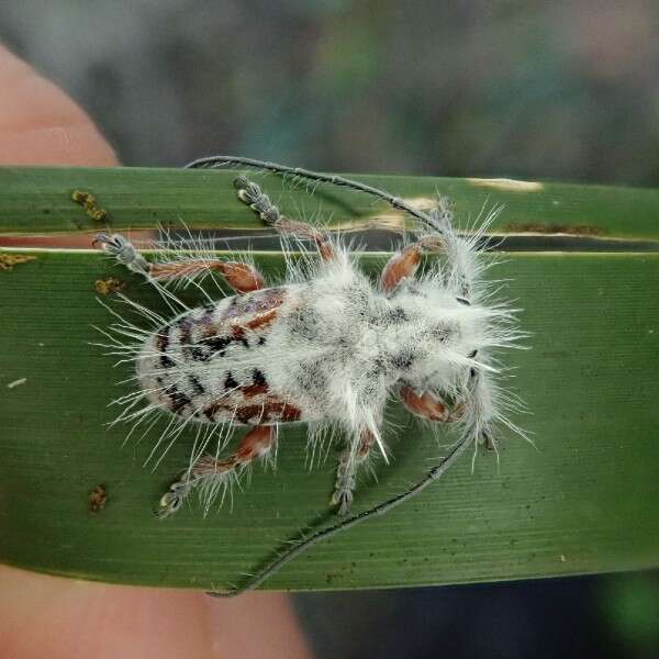 beetle on leaf 