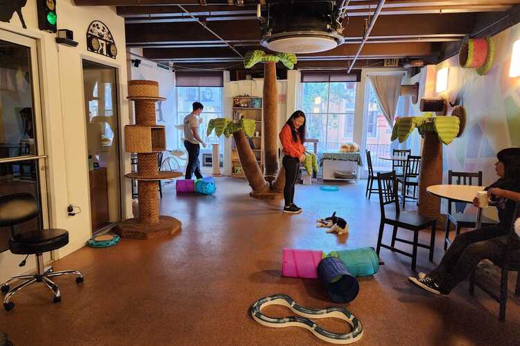 The Cat Cafe