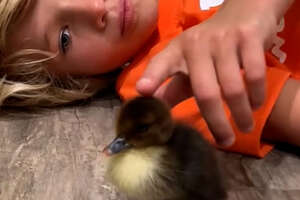 Family Raises Duckling Who Was Rejected By All The Other Ducks