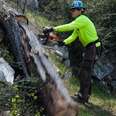 chainsawing a tree on a hiking trail in angeles national forest near la