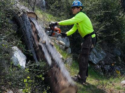 chainsawing a tree on a hiking trail in angeles national forest near la