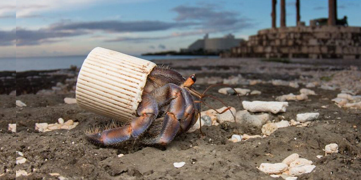Guy Finds Hermit Crabs Living In Plastic And Offers Them New Shells ...